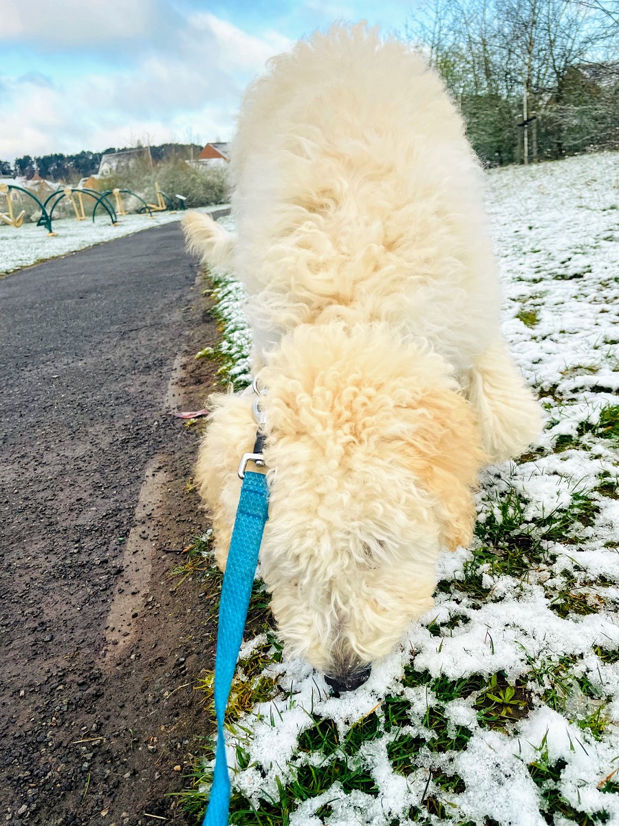 Just When You Think Spring Has Arrived It Snows! 