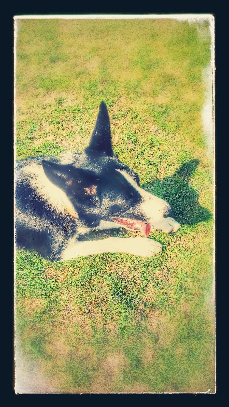 Mollie: Shadow Shot Sunday Mollie: Shadow Shot Sunday