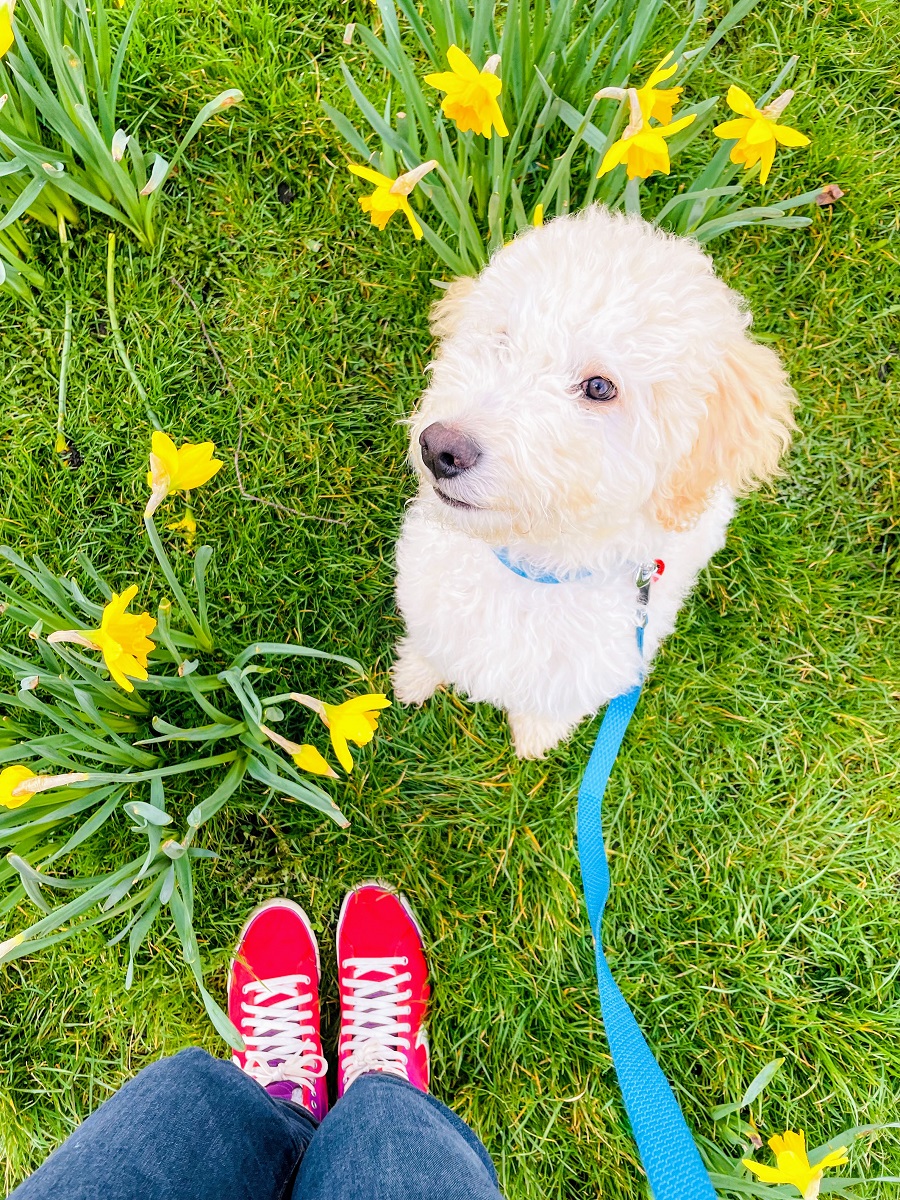 National Puppy Day: How Could I Not Take Part In This Memo!?