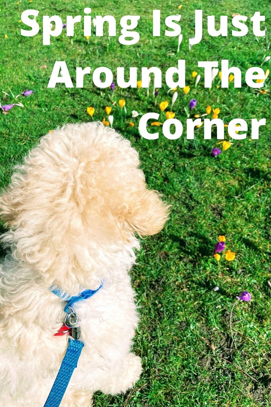 Spring Is Just Around The Corner: