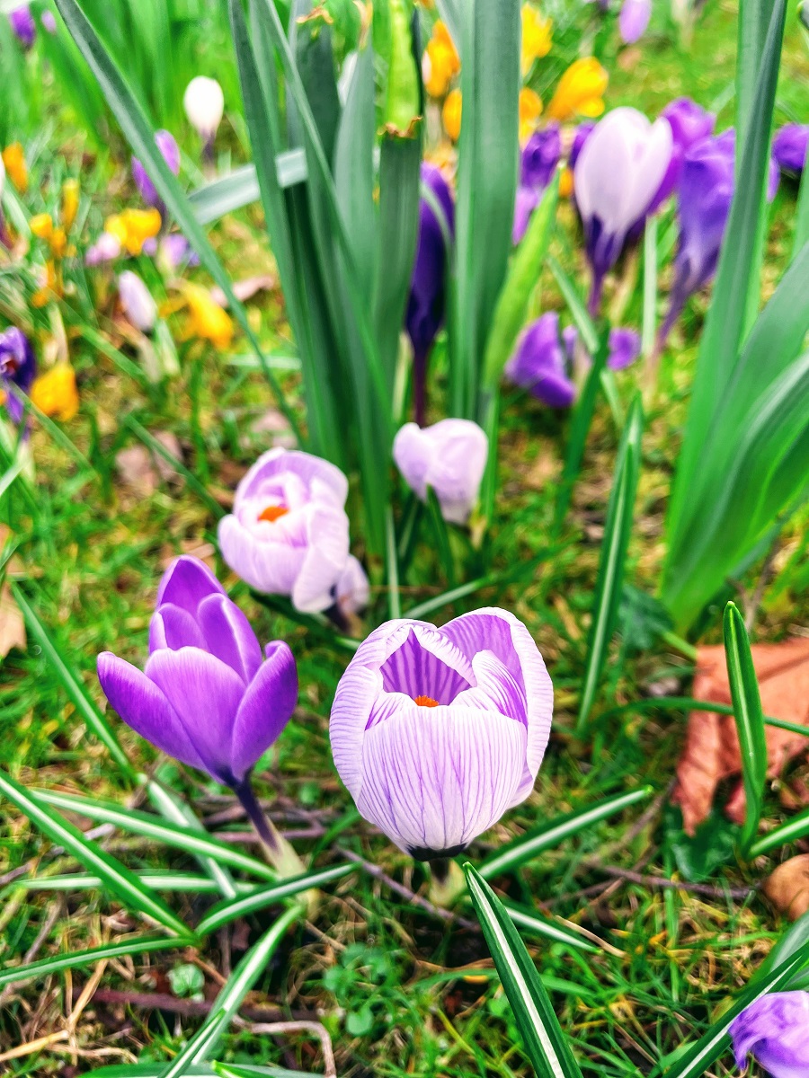 beautiful crocus 