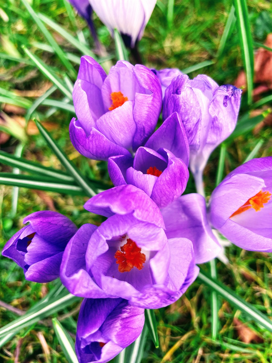 Purple crocus 