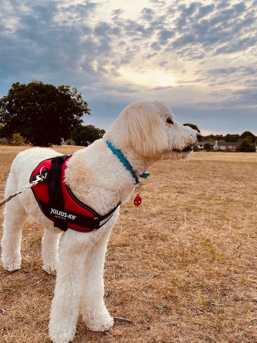 6am Walkies To Beat The Heat 6am Walkies To Beat The Heat