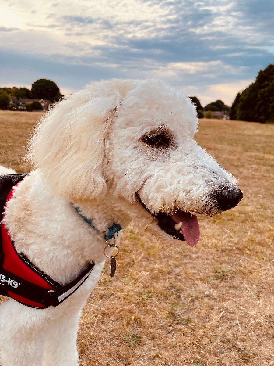 6am Walkies To Beat The Heat 6am Walkies To Beat The Heat