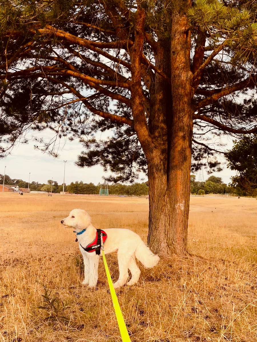 6am Walkies To Beat The Heat