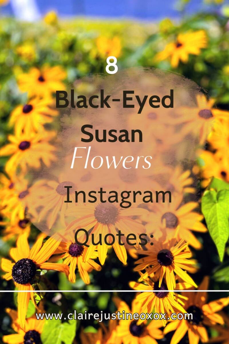 8 Black-Eyed Susan Flowers Instagram Quotes