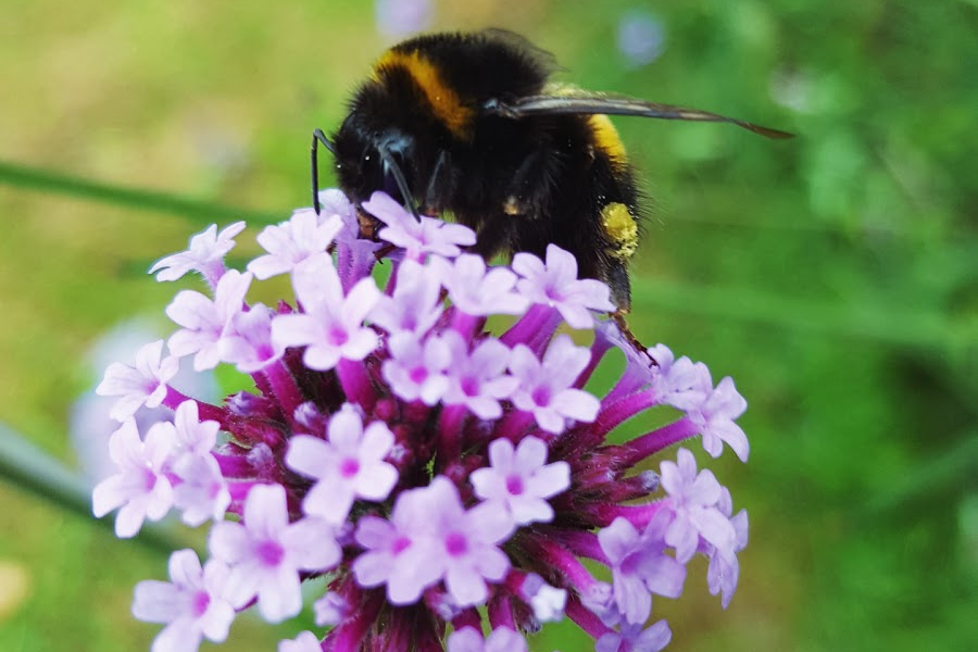 Flower And The Bee Flower And The Bee