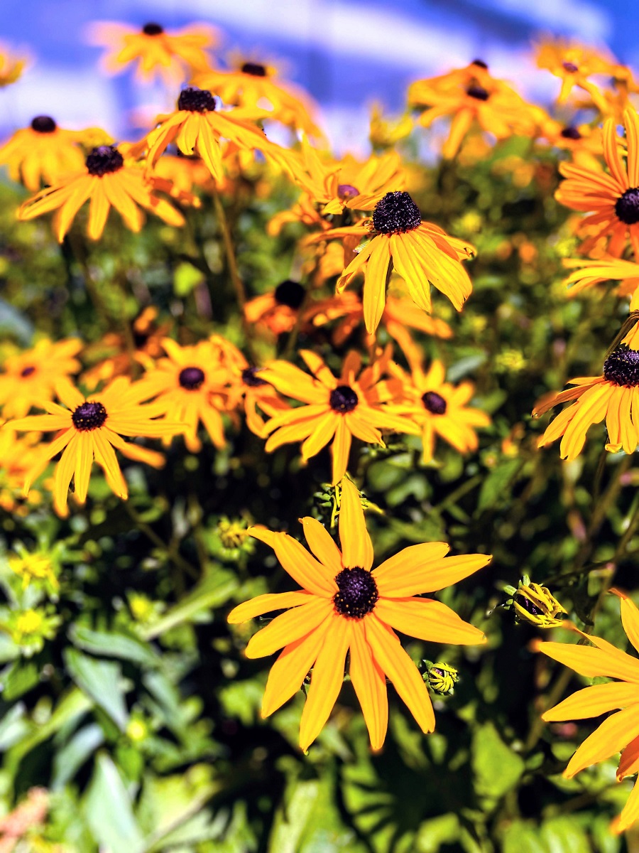 Flowers With Yellow Petals And Brown Center. 