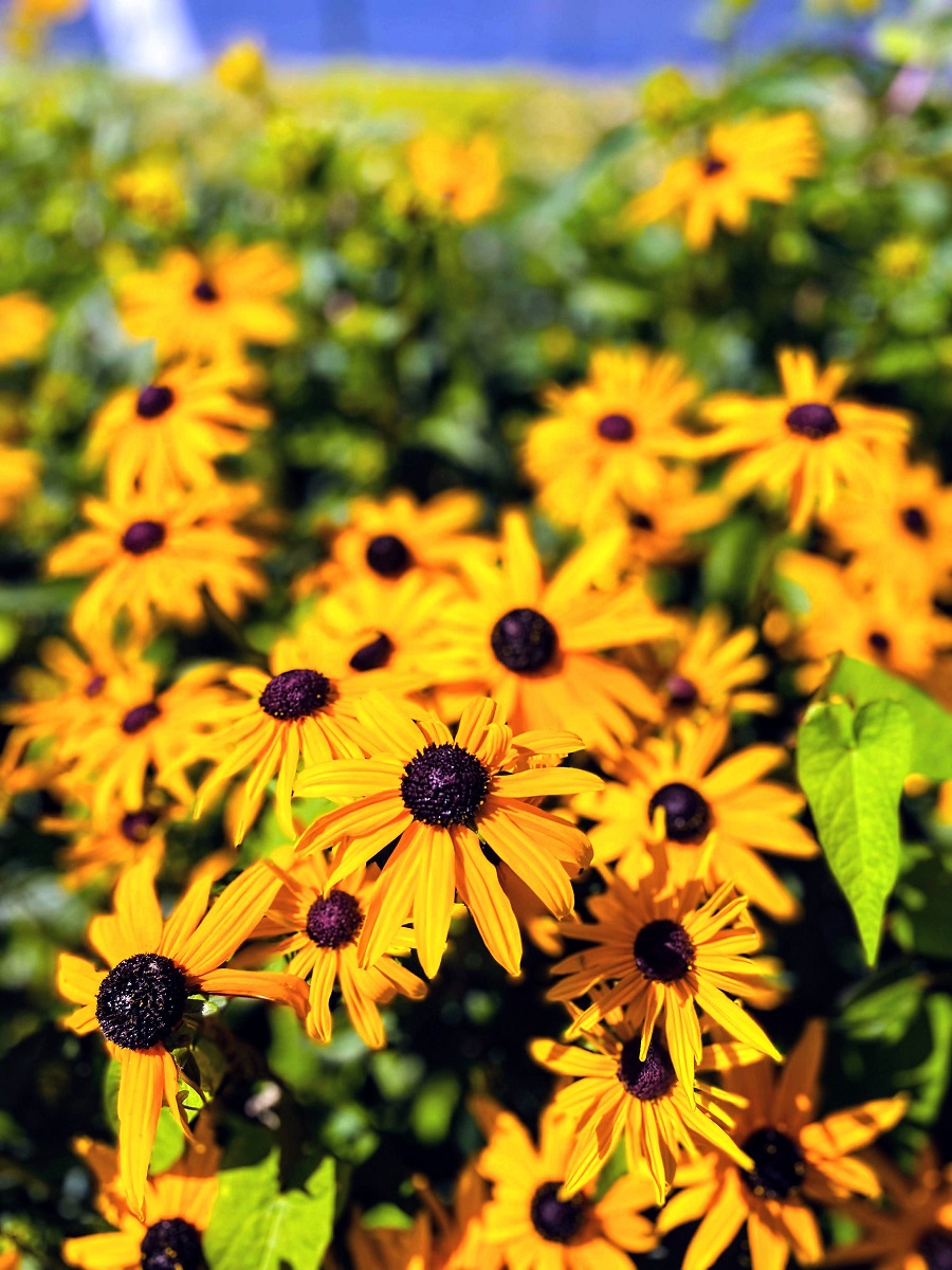 Flowers With Yellow Petals And Brown Center