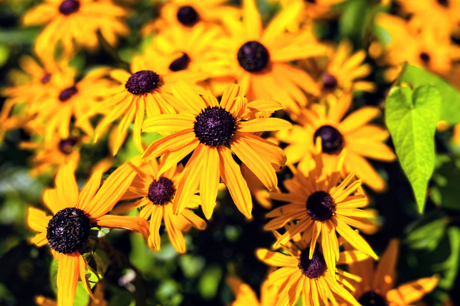 Flowers With Yellow Petals And Brown Center. 
