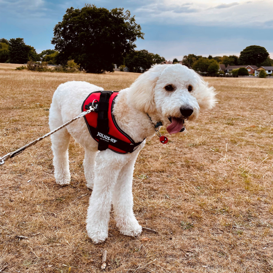 6am Walkies To Beat The Heat This Summer Murphy
