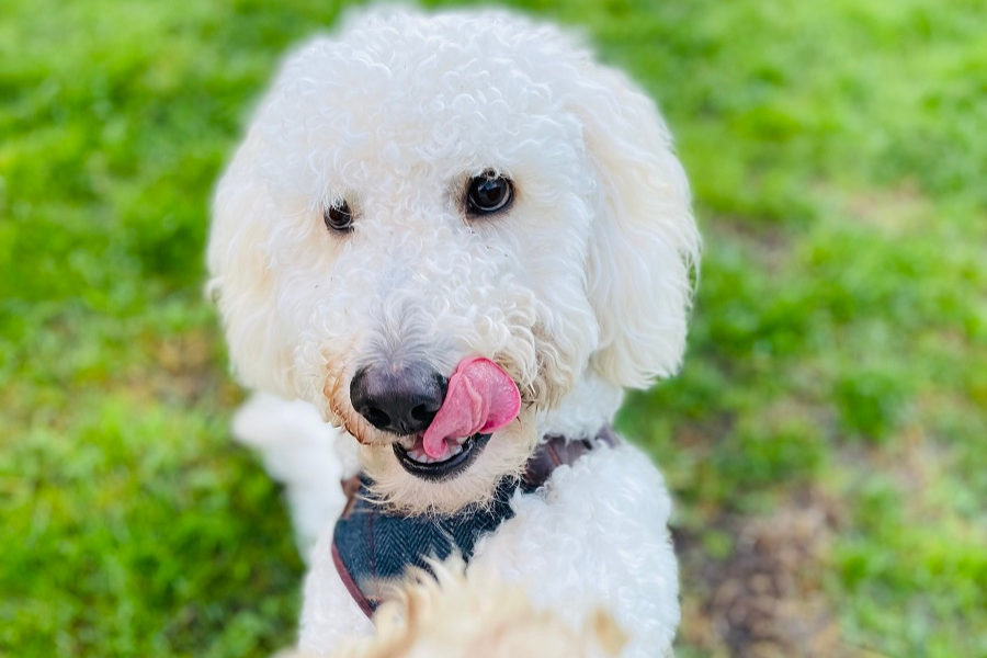 National Puppy Day: How Could I Not Take Part In This Memo!? 