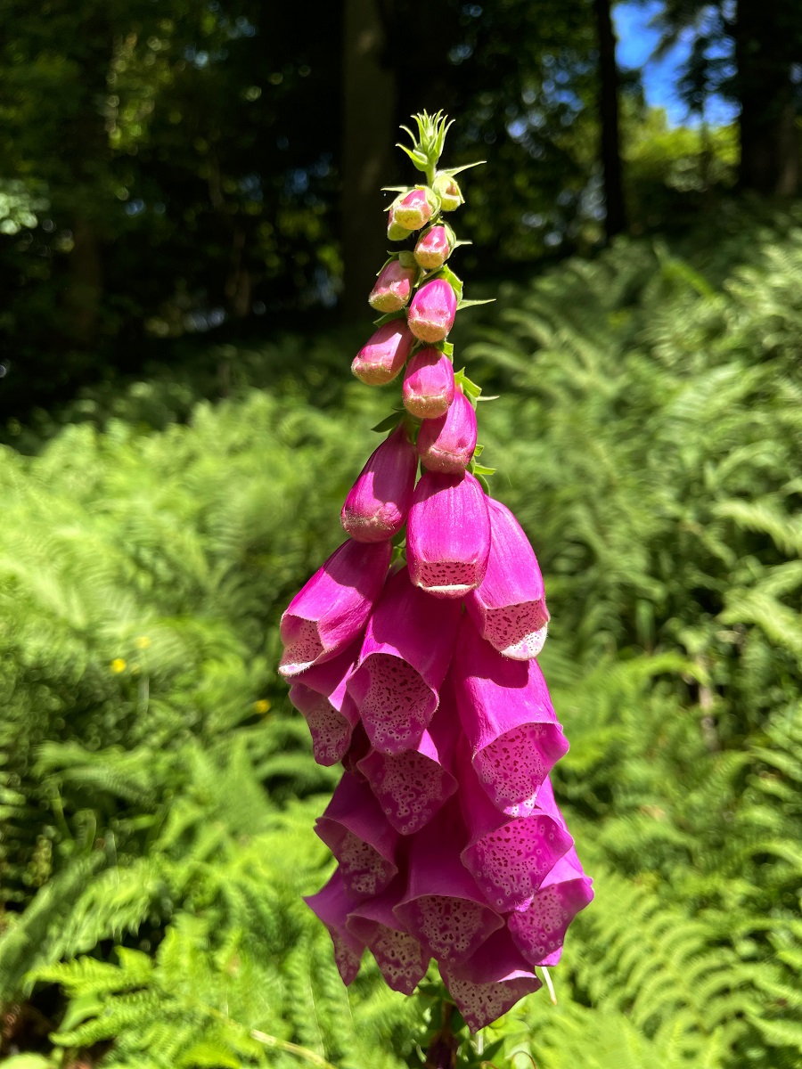 Floral Dress Styled With Trainers