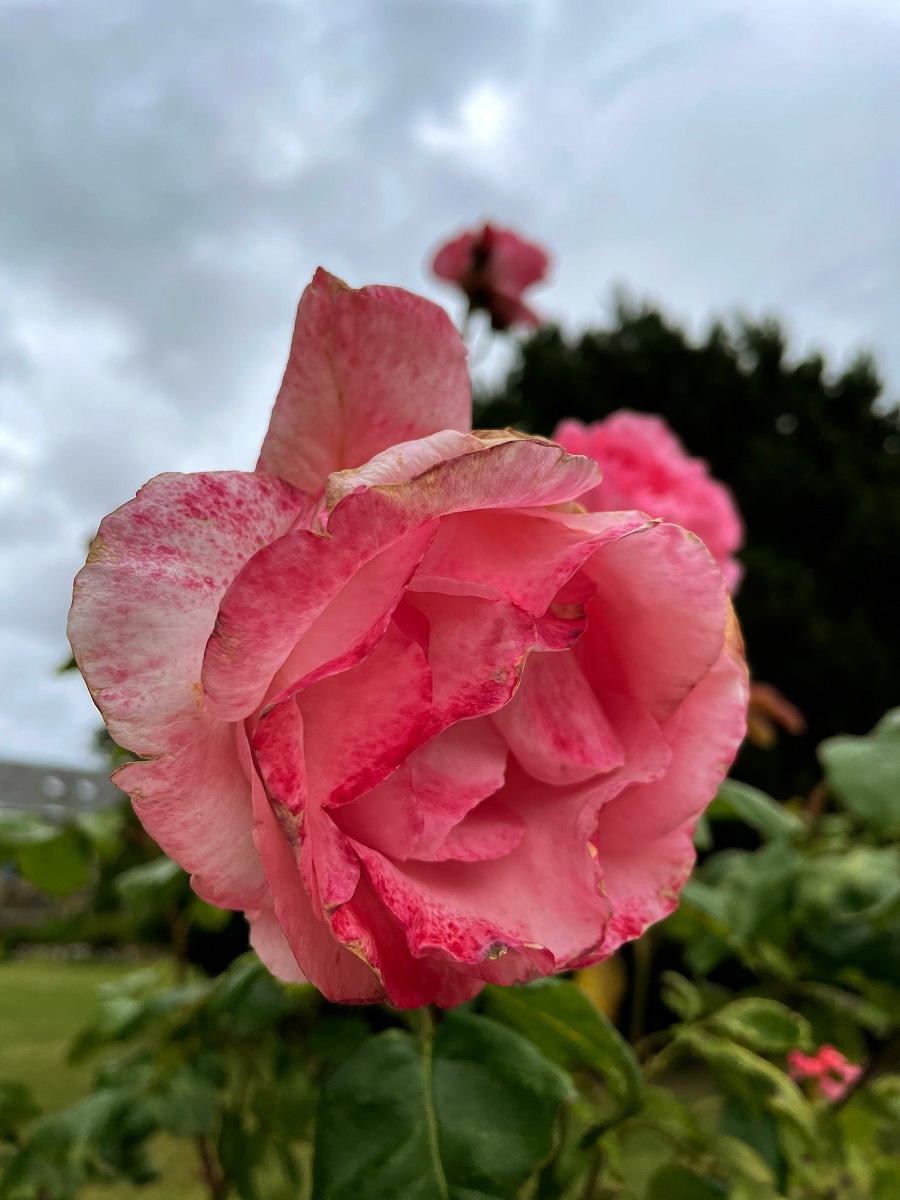 Floral Dress Styled With Trainers