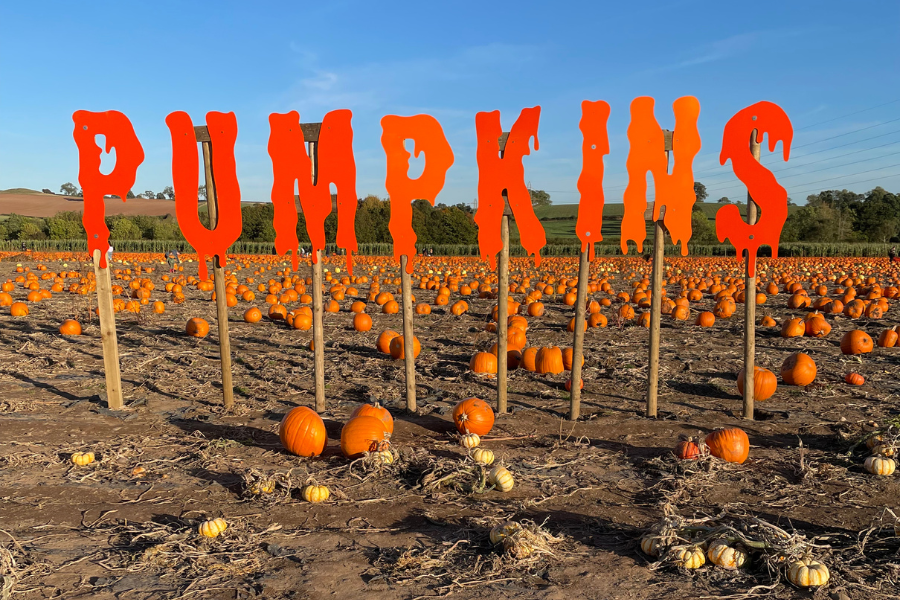 Pumpkin Recipes On The Menu