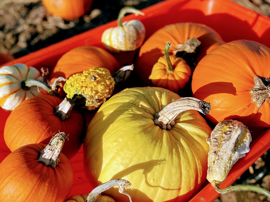 17 Tasty Pumpkin Recipes For You To Try This October. 