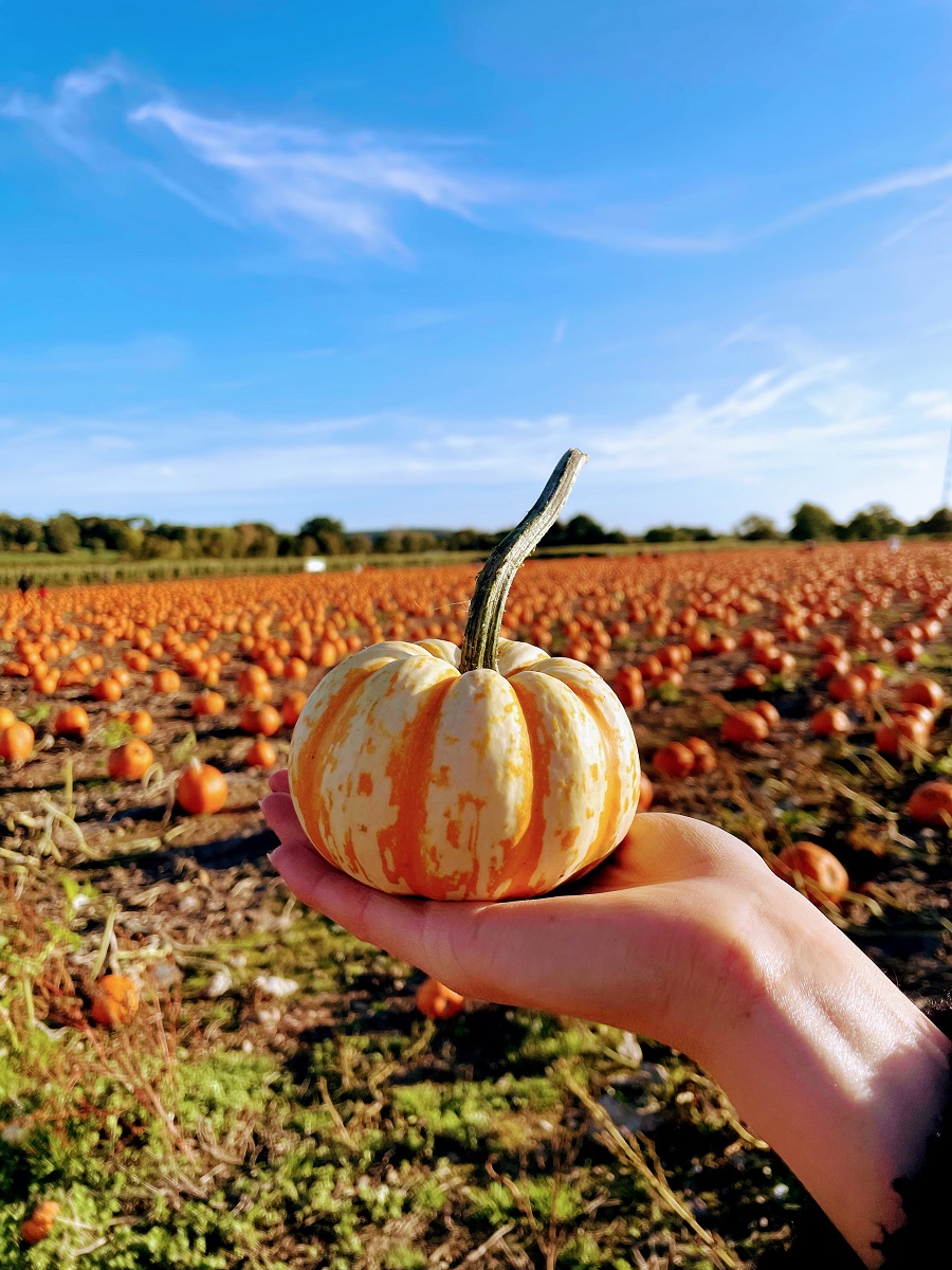 17 Tasty Pumpkin Recipes For You To Try This October. 