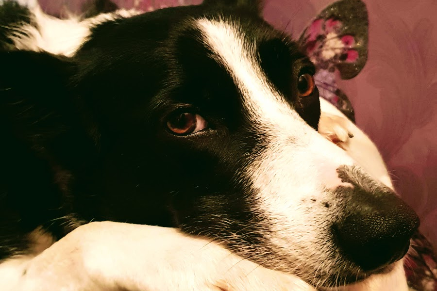 Bonfire Night Bonfire Night