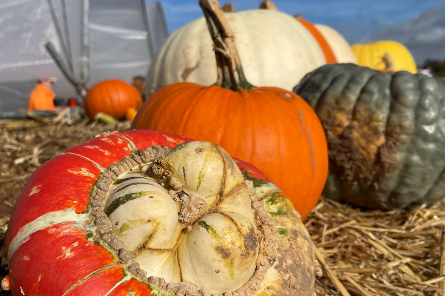 Orange Jumper H&M Teamed Up With Leggings