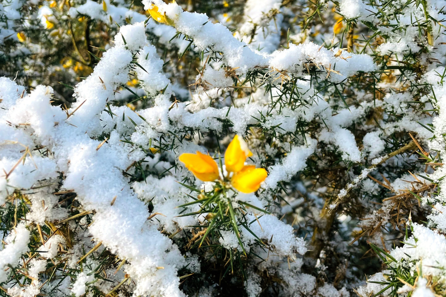 Just When You Think Spring Has Arrived It Snows!