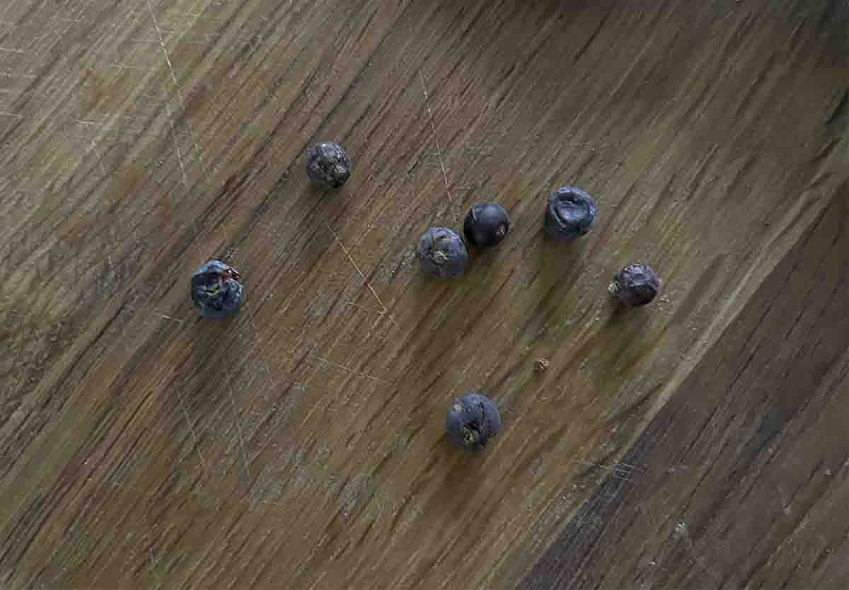juniper berries.