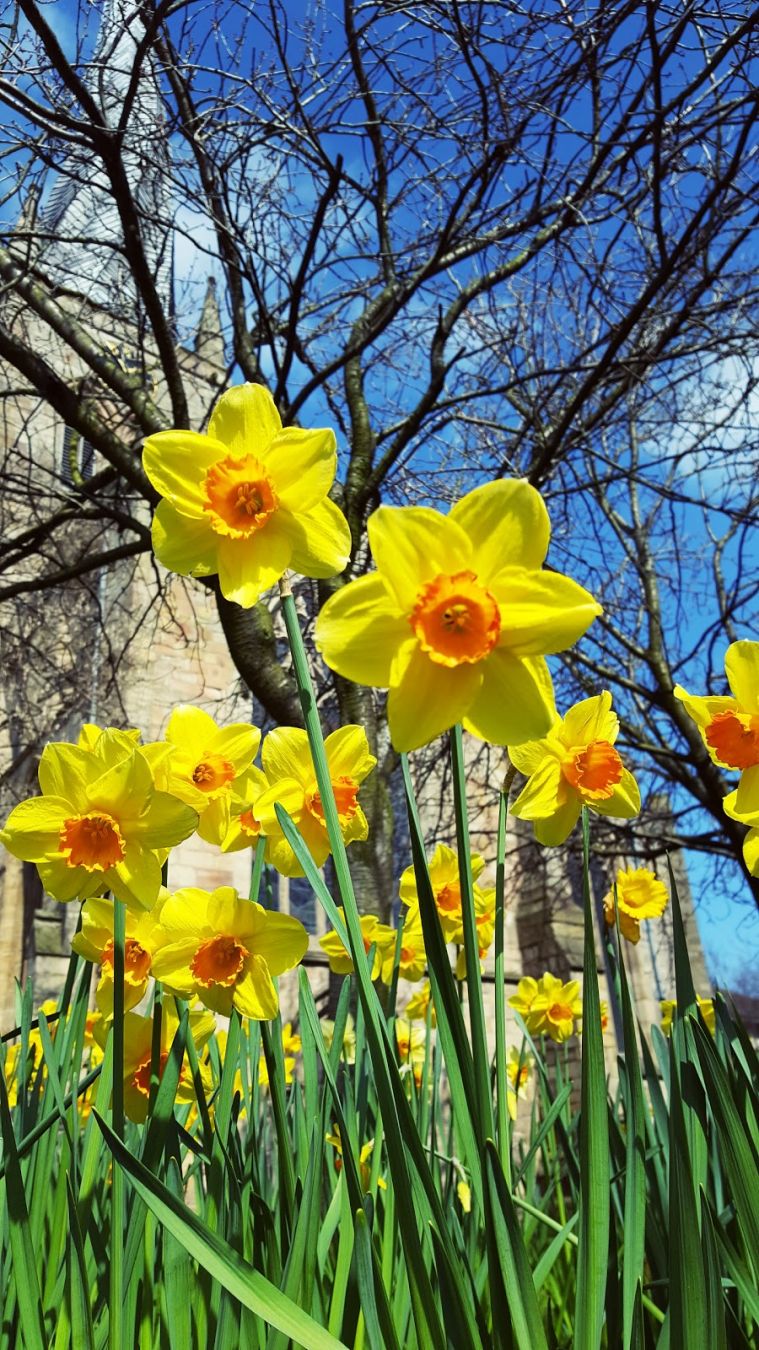 Blue Skies And Daffodils Blue Skies And Daffodils: Spring In Chesterfield