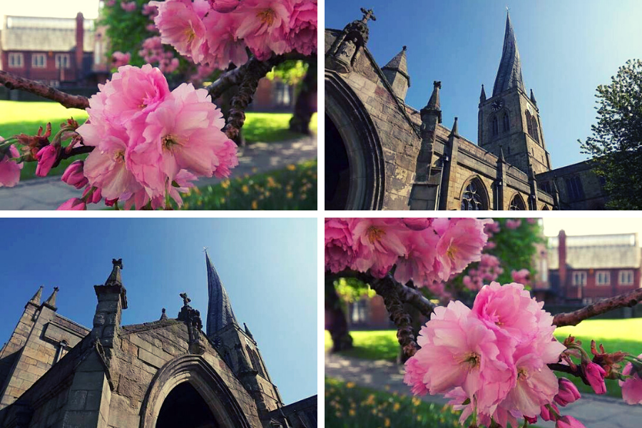Chesterfield Crooked Spire: In The Pink: Beautiful Spring. Chesterfield Crooked Spire: In The Pink: Beautiful Spring.