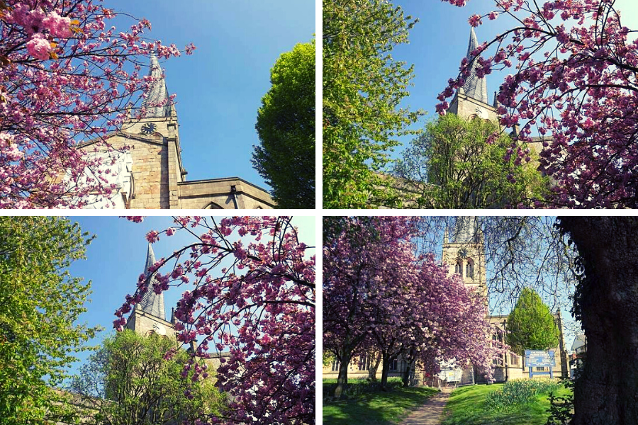 Chesterfield Crooked Spire: In The Pink: Beautiful Spring. Chesterfield Crooked Spire: In The Pink: Beautiful Spring.