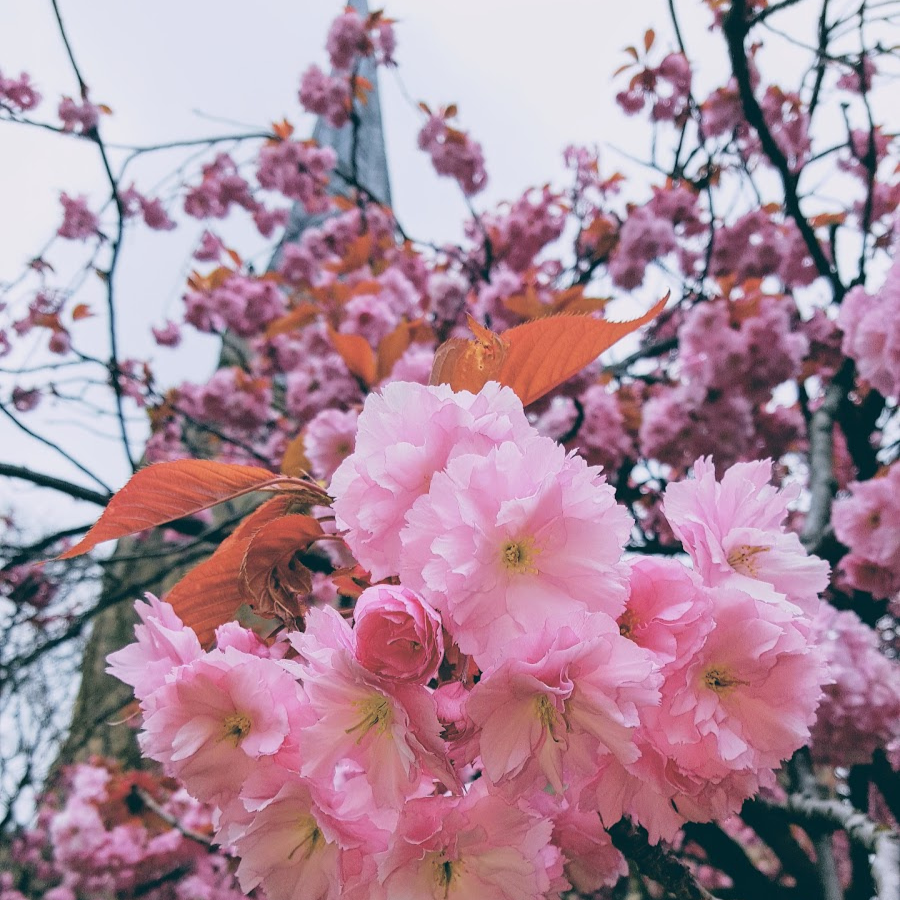 Chesterfield Crooked Spire Spring Bloom