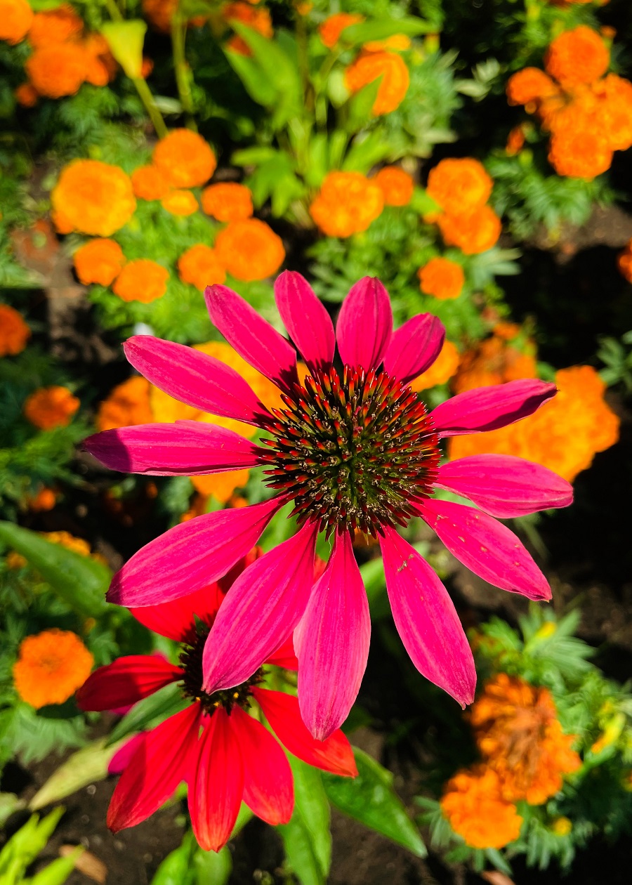 Queen's Park Chesterfield Discover The Beauty Of Queen's Park Chesterfield