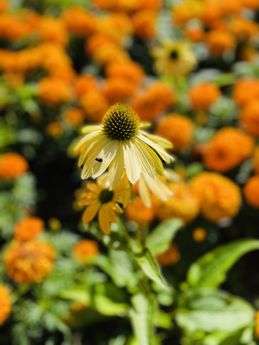 Discover The Beauty Of Queen's Park Chesterfield Discover The Beauty Of Queen's Park Chesterfield: A Hidden Gem in Derbyshire