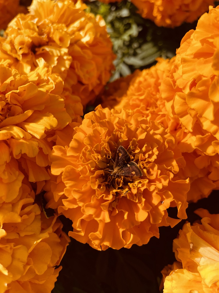 Discover The Beauty Of Queen's Park Chesterfield Discover The Beauty Of Queen's Park Chesterfield