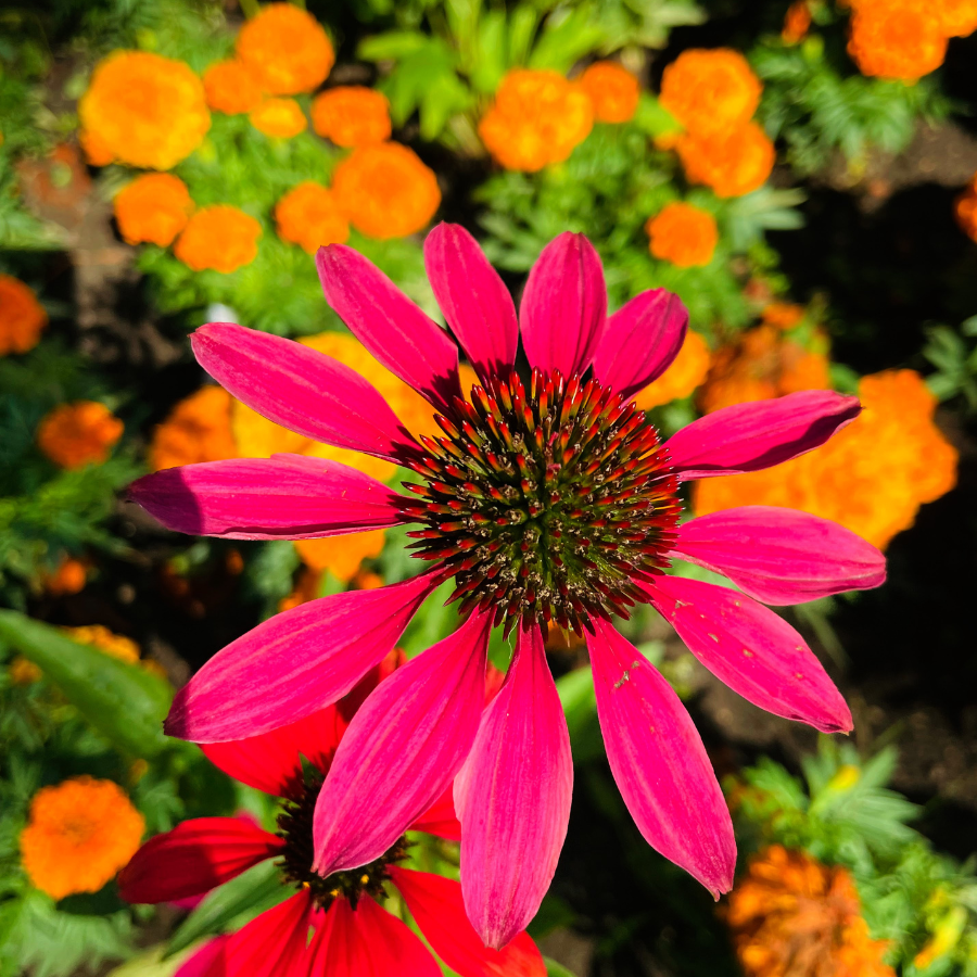 Discover The Beauty Of Queen's Park Chesterfield Discover The Beauty Of Queen's Park Chesterfield: A Hidden Gem in Derbyshire