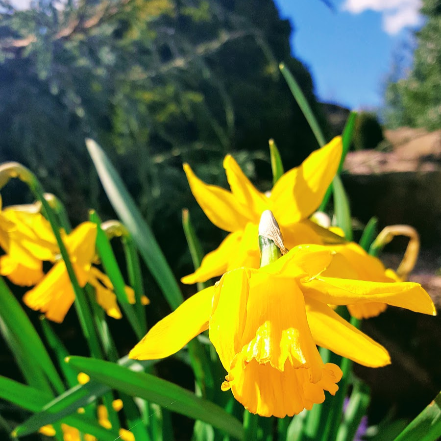 5 Upcycle Garden Ideas: Creative Ideas For Spring.