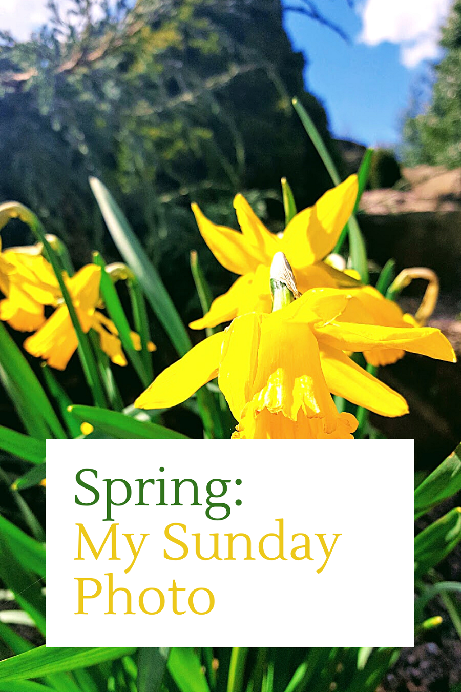 Spring: My Sunday Photo