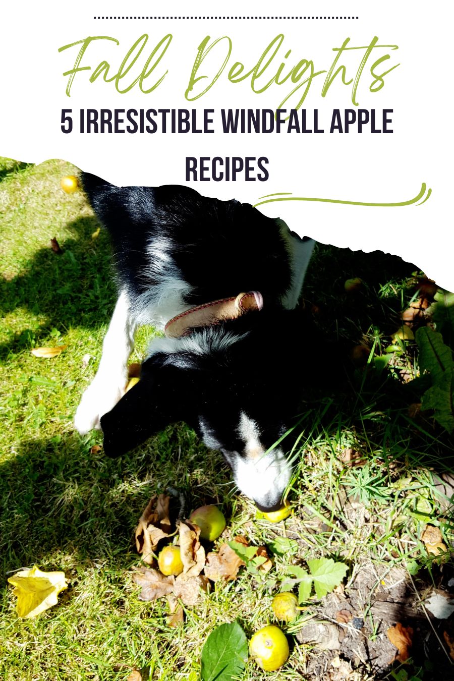 Fall Delights: 5 Irresistible Windfall Apple Recipes Fall Delights: 5 Irresistible Windfall Apple Recipes