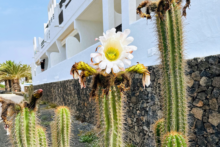 Embrace The Beauty Of Lanzarote Beach Costa Teguise