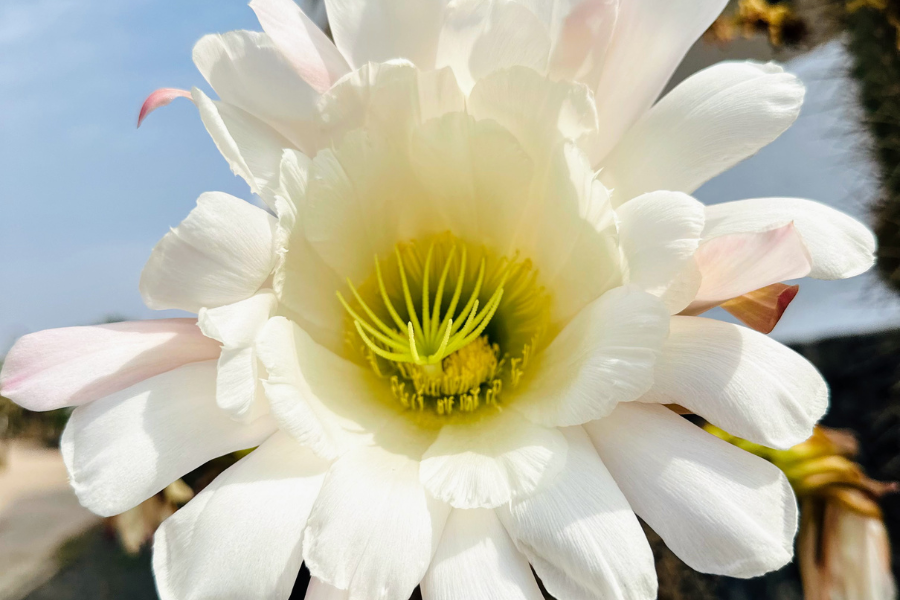 Embrace The Beauty Of Lanzarote Beach Costa Teguise