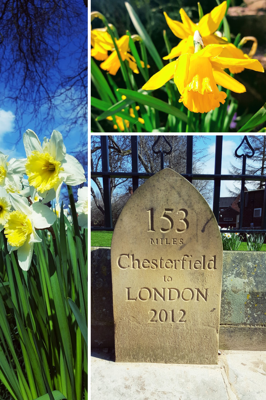 Blue Skies And Daffodils