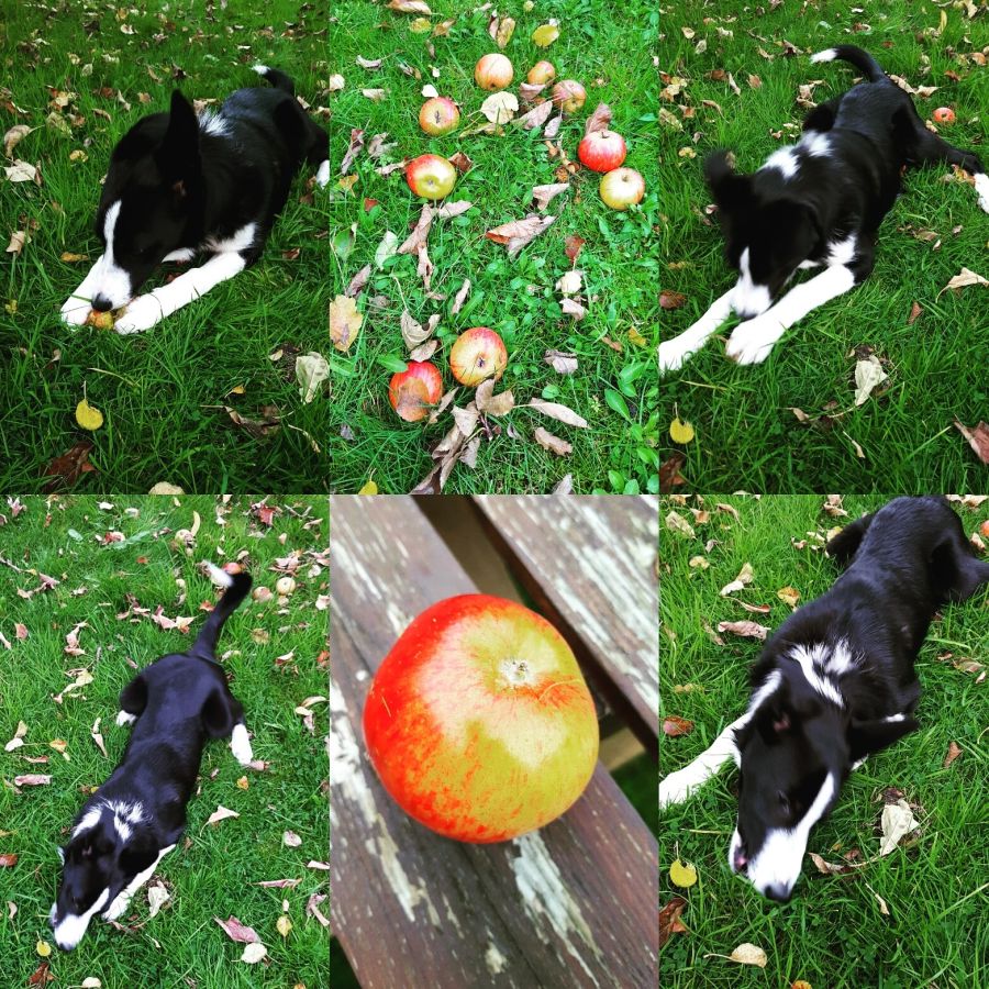 National Apple Day