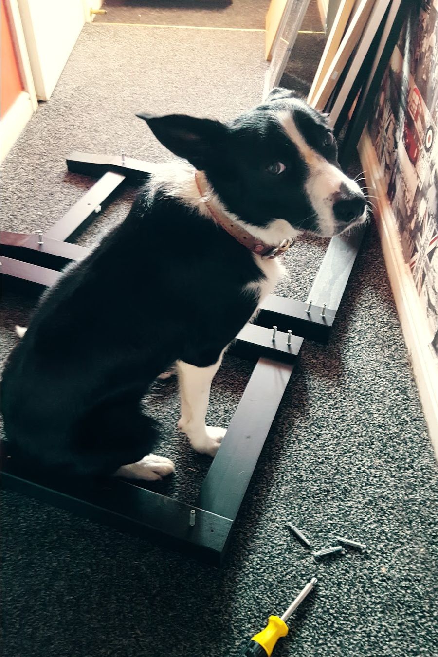 Close To You!! Mollie The Collie Diary's Close To You!! Mollie The Collie Diary's