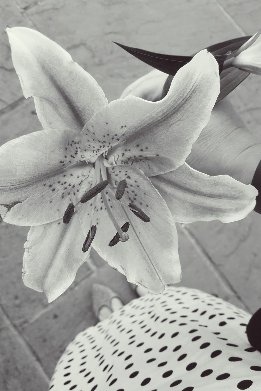 Exploring The Beauty Of Polka Dots And Lilies Beautiful Polka Dot Fashion & Floral Photos You’ll Love