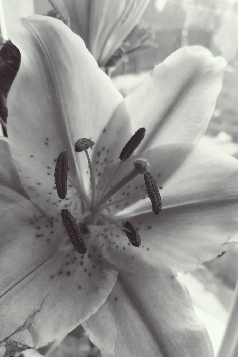 Exploring The Beauty Of Polka Dots And Lilies Beautiful Polka Dot Fashion & Floral Photos You’ll Love