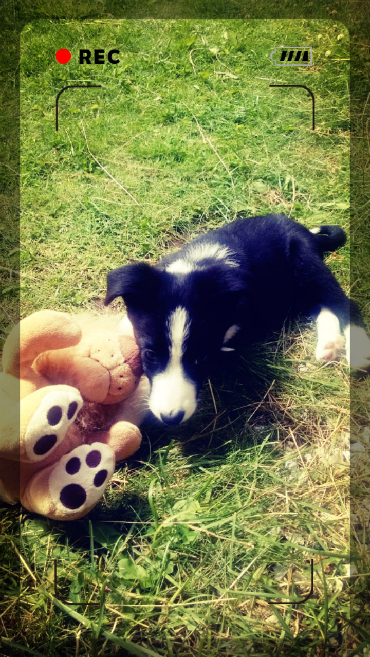 Mollie The Border Collie: 12 Weeks Old 