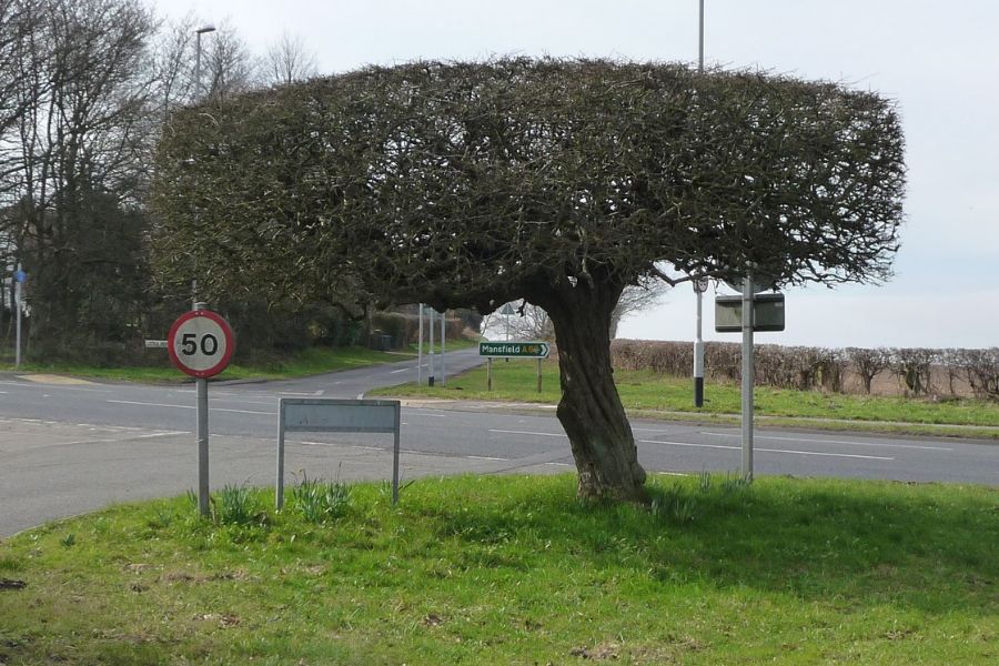 The Gallery Trees Is This Weeks Photo Challenge