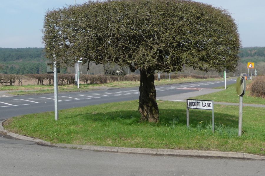 The Gallery Trees Is This Weeks Photo Challenge