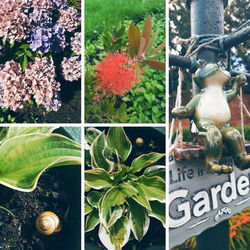 Garden Full Of Pretty Flowers