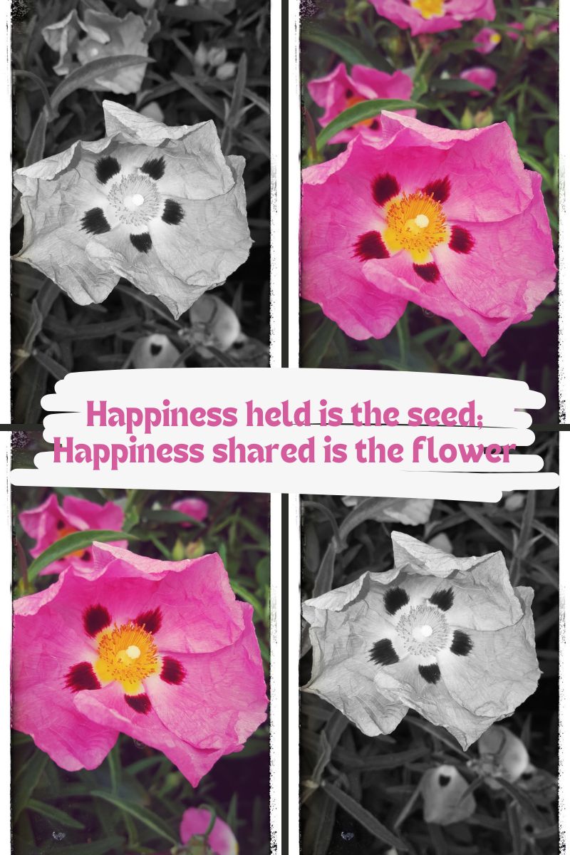 Happiness held is the seed; Happiness shared is the flower