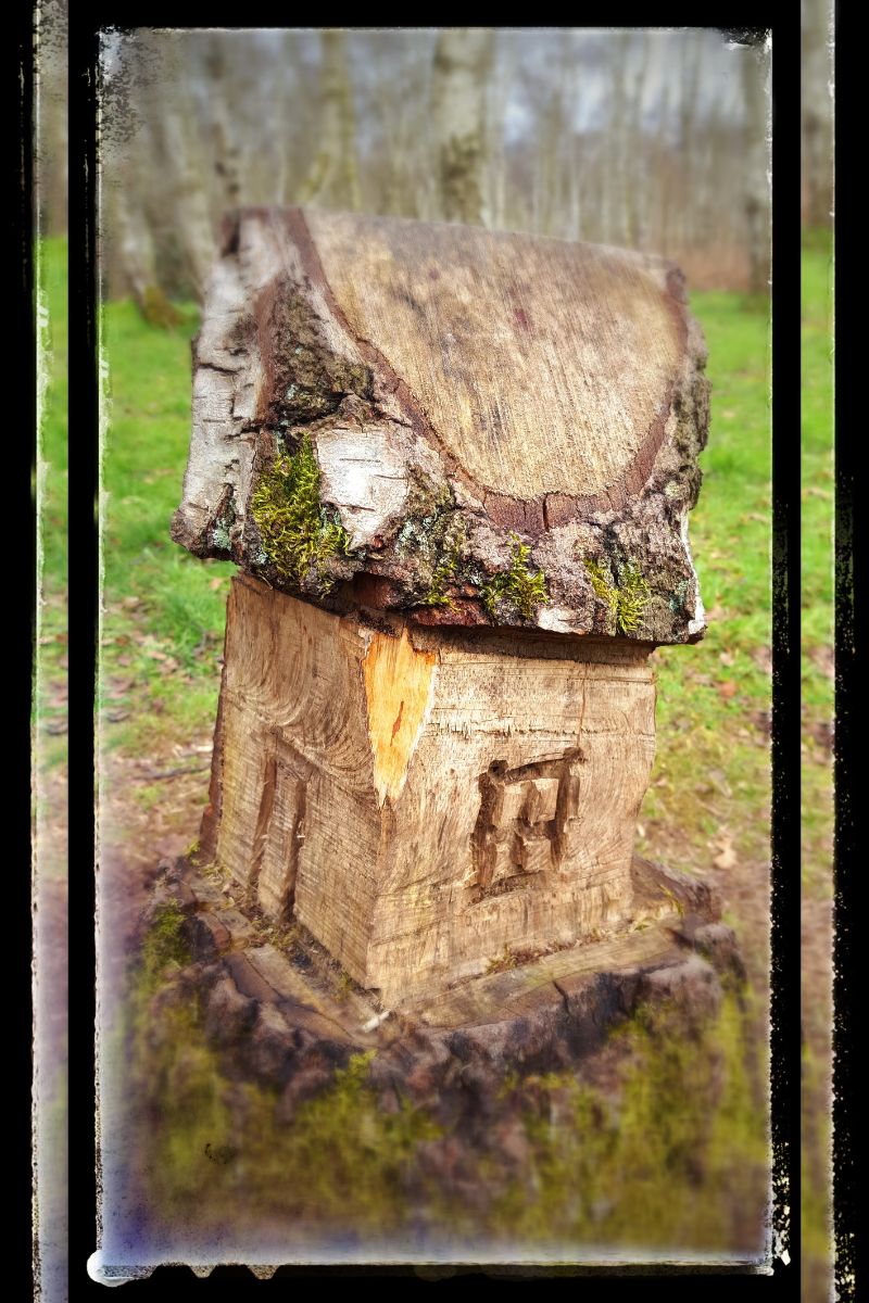 Alice In Wonderland Moment In Sherwood Forest