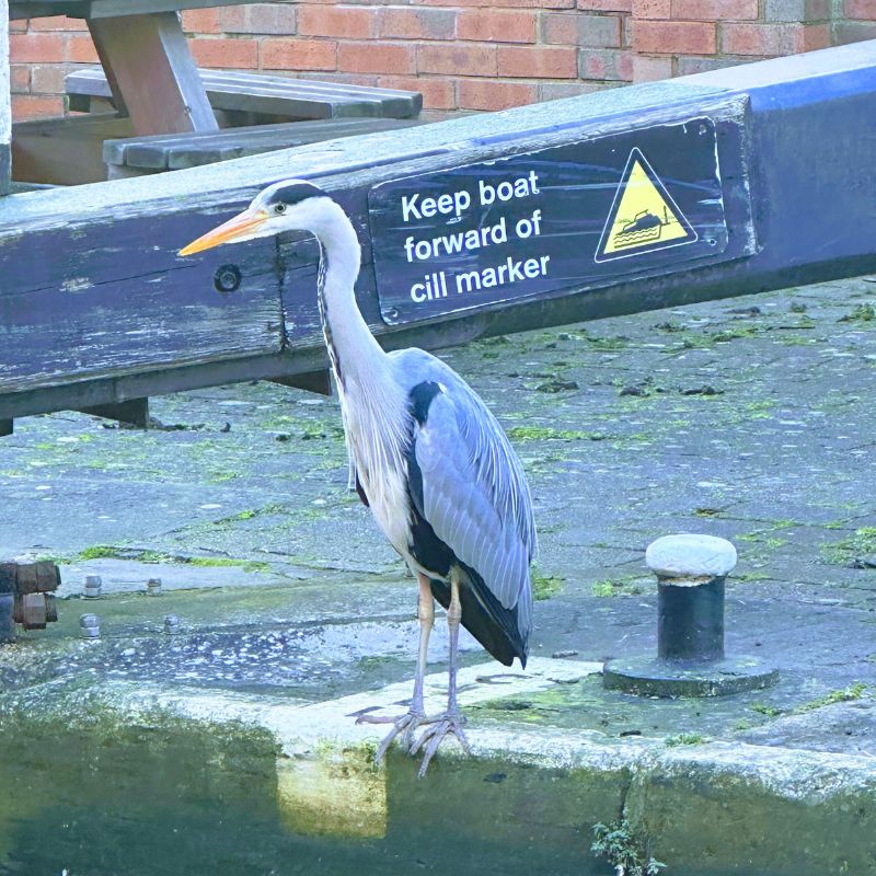 Heron Standing Tall And Proud